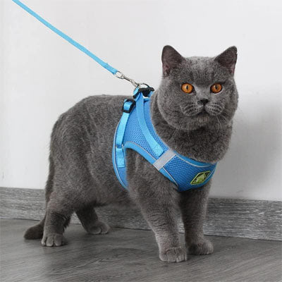 harnais chat / Respiro