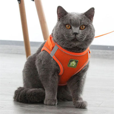 harnais chat anti fugue reflechissant respirant orange avec laisse