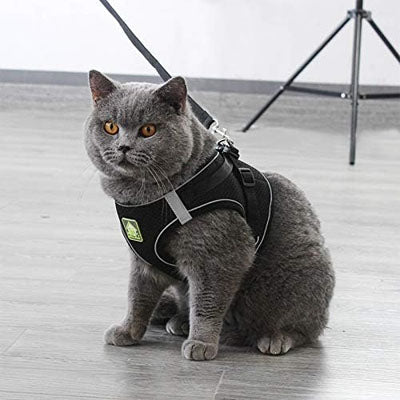 harnais chat / Respiro