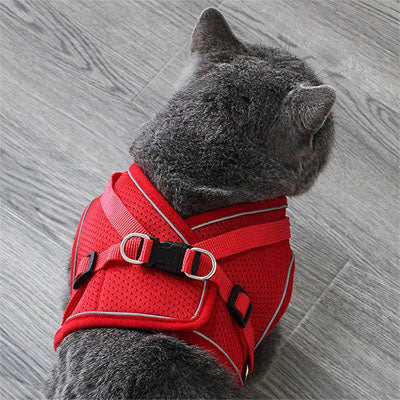 harnais chat / Respiro